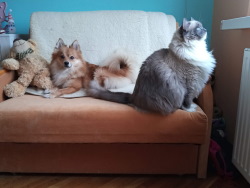 mini pupile